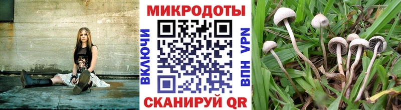 кракен как зайти  Ивантеевка  Галлюциногенные грибы Psilocybe 